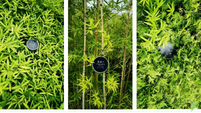 壹号娱乐 - NG大舞台,有梦你就来