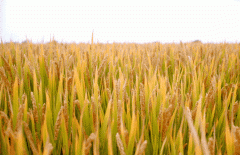 稻谷飘香迎丰年|壹号娱乐出产基地奏响丰登乐章