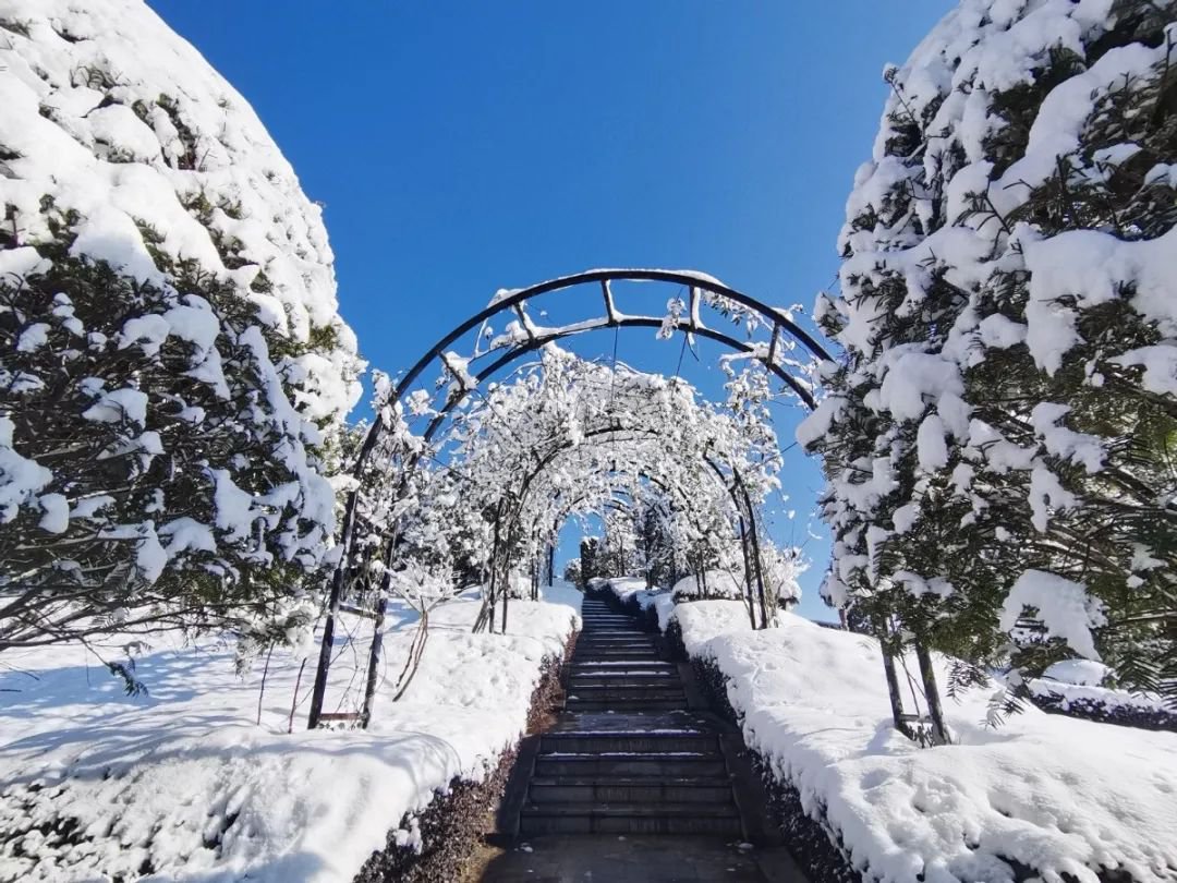 雪落玉龙，三冬含暖。