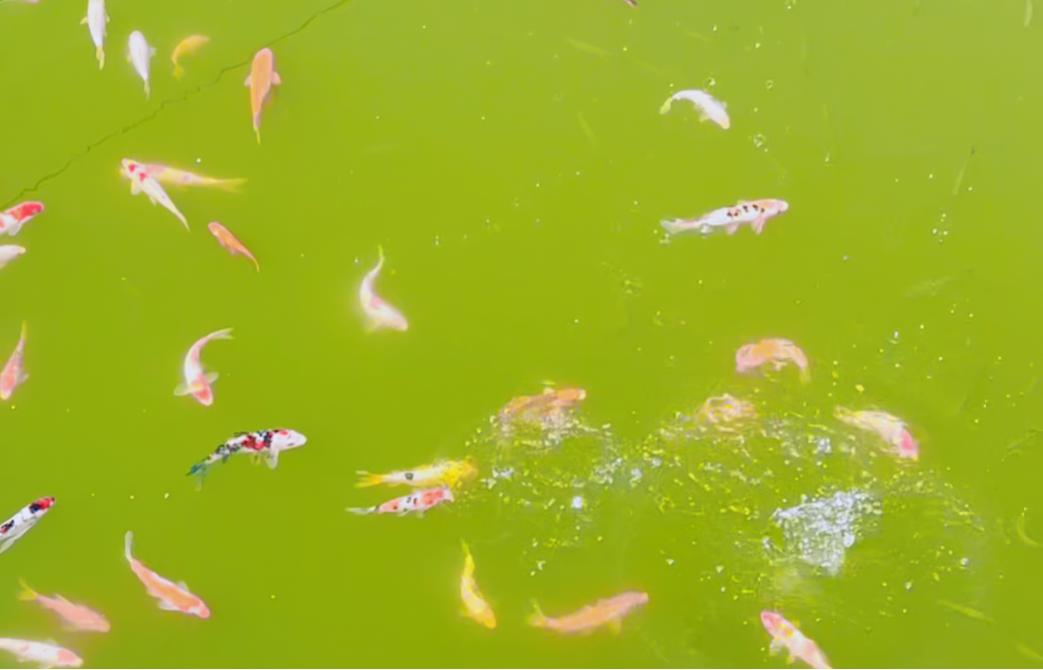 壹号娱乐 - NG大舞台,有梦你就来